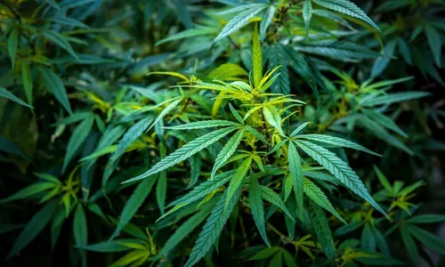 
          Imagem ilustrativa da imagem Alemanha aprova uso recreativo de maconha
          