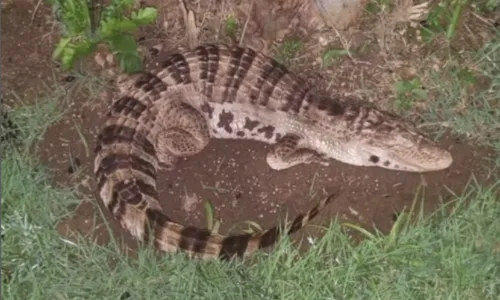 
          Imagem ilustrativa da imagem Bombeiros tentam resgatar jacaré e descobrem ser réplica deixada por biólogo
          