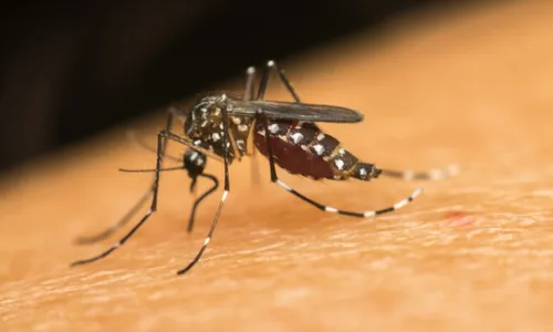 
          Imagem ilustrativa da imagem Brasil atinge 2 milhões de casos prováveis de dengue
          