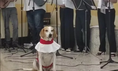 
          Imagem ilustrativa da imagem Cachorro se tornou 'cãoroinha' de igreja após ser adotado por padre
          