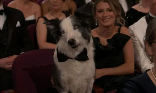 
          Imagem ilustrativa da imagem Cão ator vive dias de celebridade em Hollywood
          