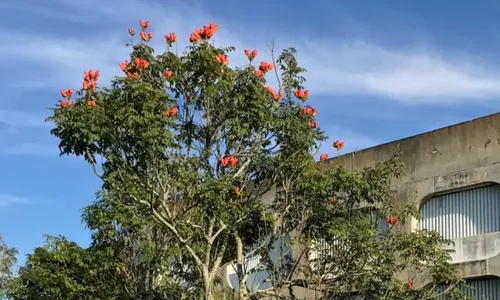 
          Imagem ilustrativa da imagem Cidade do ES determina corte e proíbe plantio de "árvore assassina"
          