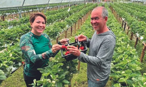 
          Imagem ilustrativa da imagem Colheita do morango vira roteiro de lazer na Região Serrana
          