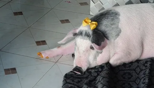 
          Imagem ilustrativa da imagem Conheça Dorys, a porquinha vaidosa criada por família de Vila Velha
          