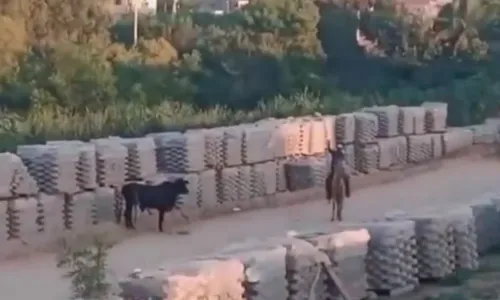 
          Imagem ilustrativa da imagem Criança de 9 anos é atacada por boi no Norte do ES
          