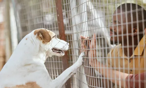 
          Imagem ilustrativa da imagem Cérebro de cachorros capta várias emoções no rosto humano, diz estudo
          