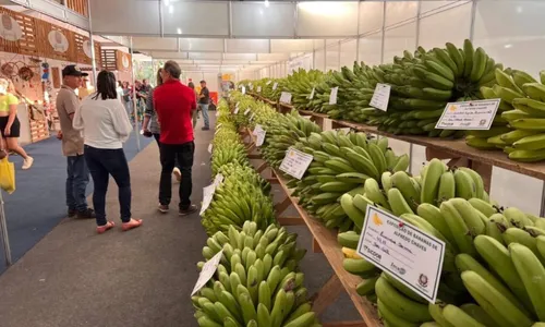 
          Imagem ilustrativa da imagem Festa da Banana de Alfredo Chaves vira patrimônio cultural
          