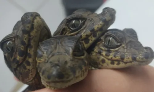 
          Imagem ilustrativa da imagem Filhotes de jacaré são resgatados na Serra
          