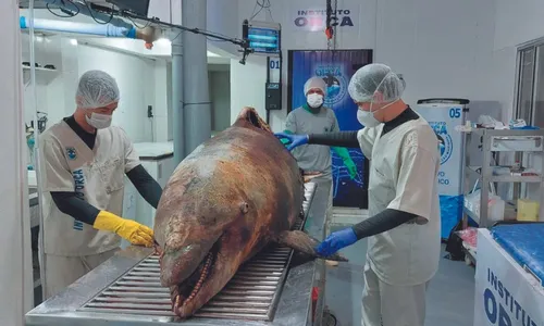 
          Imagem ilustrativa da imagem Investigadas mortes de 14 golfinhos em 2 meses no litoral do ES
          