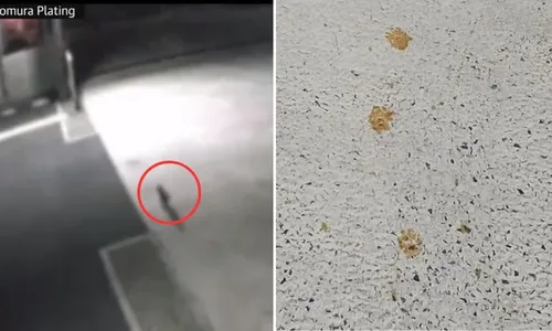 
          Imagem ilustrativa da imagem Japão: Cidade em alerta após gato cair em líquido tóxico e sair pelas ruas
          