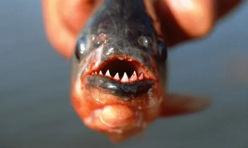 
          Imagem ilustrativa da imagem Mais de 10 pessoas são socorridas após ataque de piranhas em praia de São Paulo
          