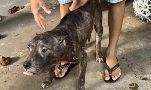 
          Imagem ilustrativa da imagem Militar é preso por maus-tratos a animais em Vila Velha
          