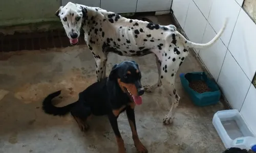 
          Imagem ilustrativa da imagem Mulher é presa por maus-tratos a animais em Cachoeiro de Itapemirim
          