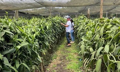 
          Imagem ilustrativa da imagem Novos produtos do campo chegam a R$ 6 mil o quilo
          