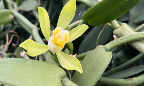 
          Imagem ilustrativa da imagem Novos produtos do campo chegam a R$ 6 mil o quilo
          