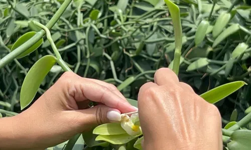 
          Imagem ilustrativa da imagem Novos produtos do campo chegam a R$ 6 mil o quilo
          