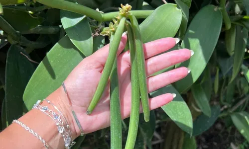 
          Imagem ilustrativa da imagem Novos produtos do campo chegam a R$ 6 mil o quilo
          