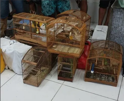 
          Imagem ilustrativa da imagem PM acaba com torneio de pássaros no Recife e prende criadores
          