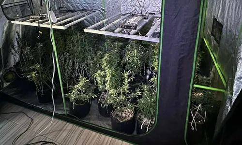 
          Imagem ilustrativa da imagem PM descobre estufa utilizada para plantio de pés de maconha em Viana
          