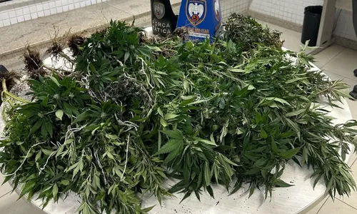 
          Imagem ilustrativa da imagem PM descobre estufa utilizada para plantio de pés de maconha em Viana
          