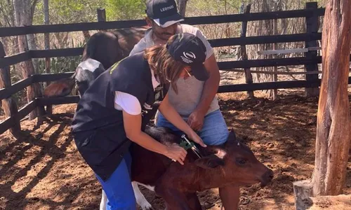 
          Imagem ilustrativa da imagem Pernambuco combate Febre Aftosa com vacinação: veja multas e penalidades
          