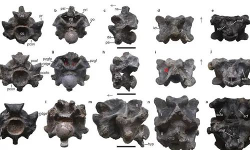 
          Imagem ilustrativa da imagem Pesquisadores revelam descoberta de fósseis de cobra gigante com 15 metros
          