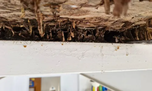 
          Imagem ilustrativa da imagem Piso de escola onde professora caiu em Vitória foi danificado por cupins, diz Crea
          