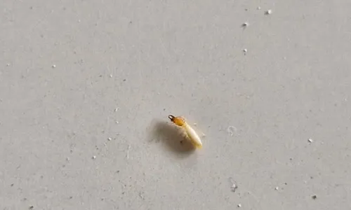 
          Imagem ilustrativa da imagem Piso de escola onde professora caiu em Vitória foi danificado por cupins, diz Crea
          