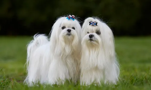 
          Imagem ilustrativa da imagem Polícia investiga mortes de cadelas esquecidas em carro de pet shop em MT
          