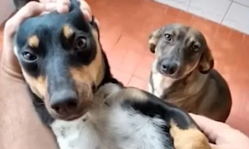 
          Imagem ilustrativa da imagem Policial que matou dois cães em Vitória é denunciado pelo Ministério Público
          