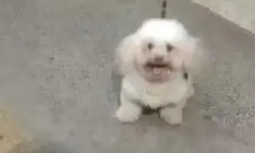 
          Imagem ilustrativa da imagem Poodle morre após ser atacado por pitbull em Salvador, na BA
          