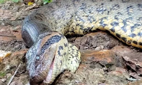 
          Imagem ilustrativa da imagem Sucuri famosa por vídeos em Bonito (MS) morreu de causas naturais, aponta perícia
          