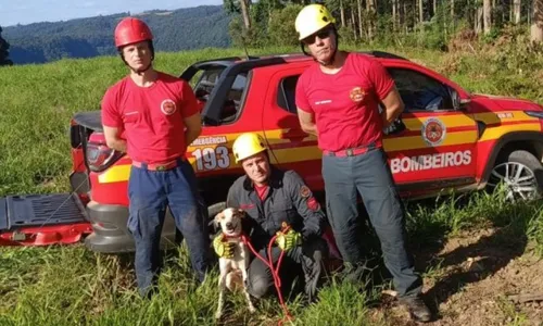 
          Imagem ilustrativa da imagem VÍDEO | Bombeiros percorrem mais de 40 km, usam rapel e resgatam cão em cânion
          