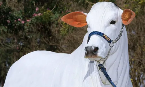 
          Imagem ilustrativa da imagem Vaca de R$ 21 milhões leiloada em SP entra para o livro dos recordes
          