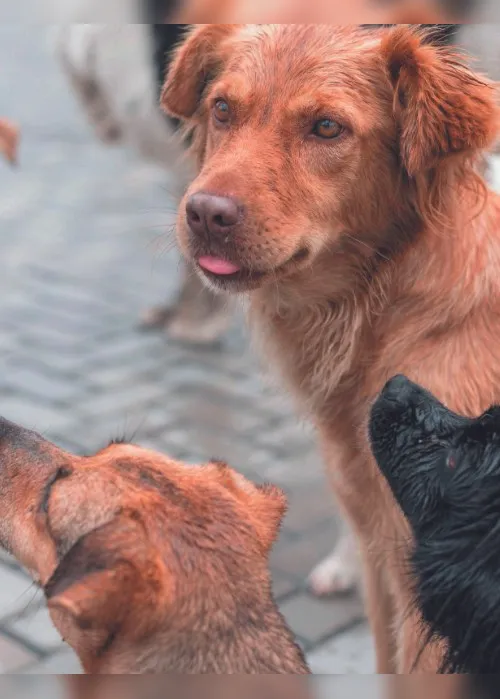 Imagem ilustrativa da imagem Cão deixado em imóvel já tem nova família