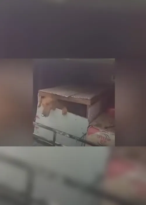 Imagem ilustrativa da imagem PRF resgata seis cachorros que viajavam em bagageiro de ônibus em Goiás
