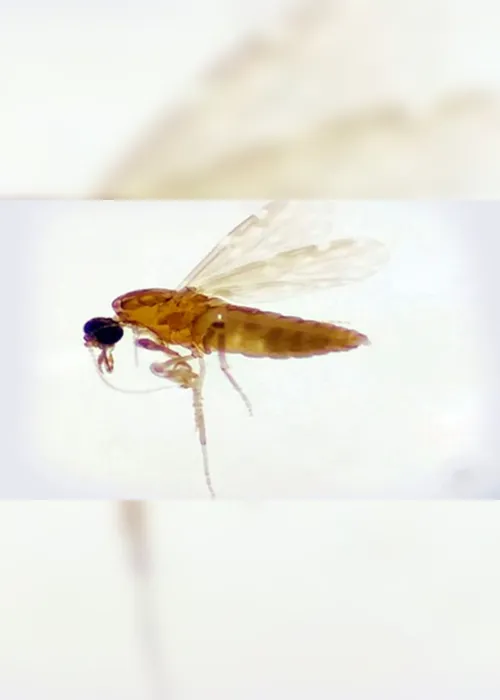 Imagem ilustrativa da imagem Saúde confirma casos de Febre do Oropouche no ES. Veja sintomas