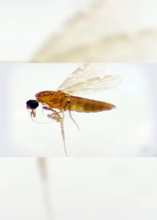 Imagem ilustrativa da imagem ES confirma novos casos de Febre Oropouche. Veja o número por cidades