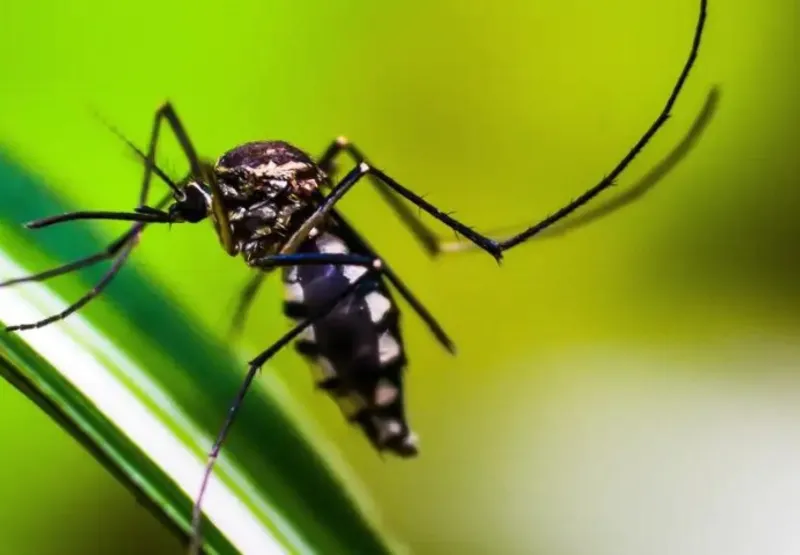 Ministério da Saúde divulgou que 13 estados brasileiros vivem um cenário de estabilidade na incidência de dengue