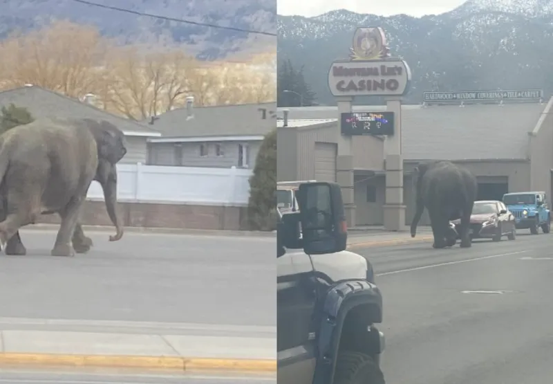 Elefanta flagrada por moradores de Montana, nos EUA