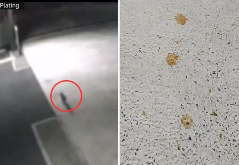 Gato deixou rastros com a cor do produto tóxico pelo chão da fábrica