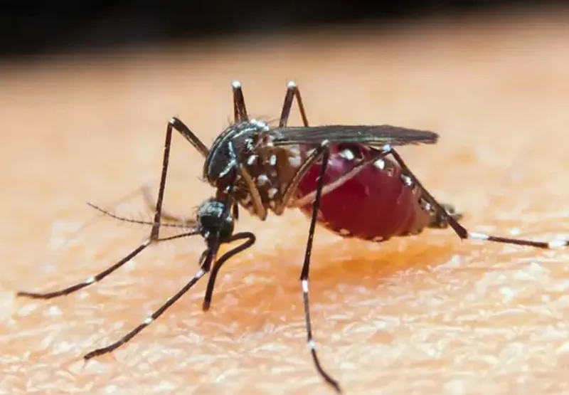 Malária é transmitida, na maioria das vezes, pela picada do mosquito do gênero Anopheles infectado