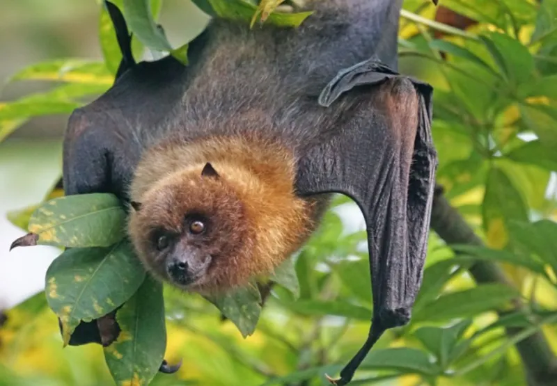Imagem ilustrativa de um morcego