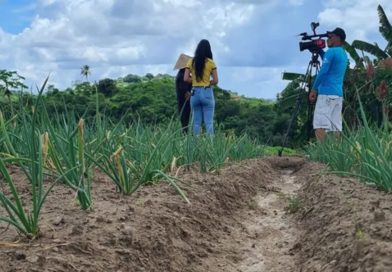 No município de Vitória de Santo Antão, agricultores acreditam que produção de folhosas pode ter crescimento de 40%