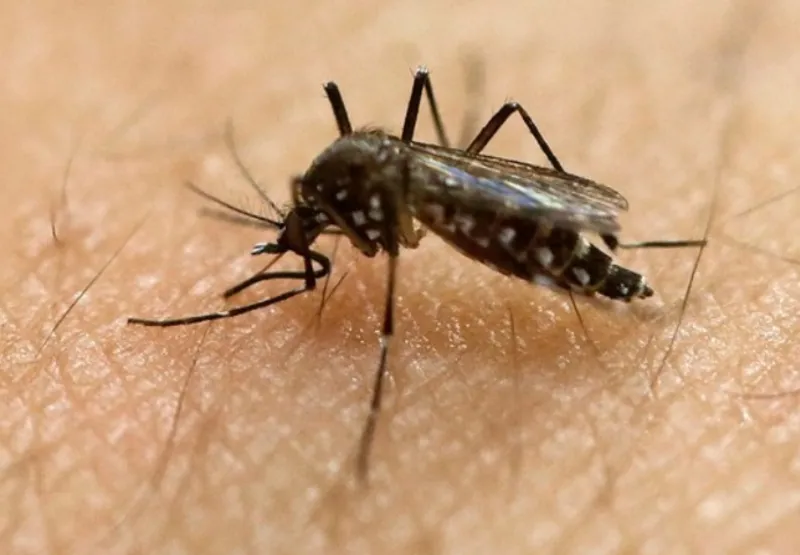 Mosquito Aedes aegypti: perigo