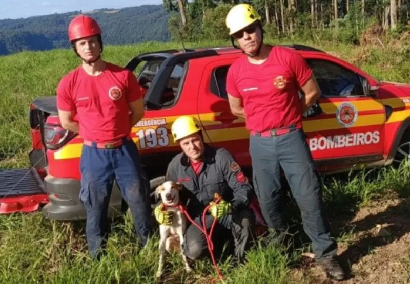 Bombeiros resgataram cachorro em cânion