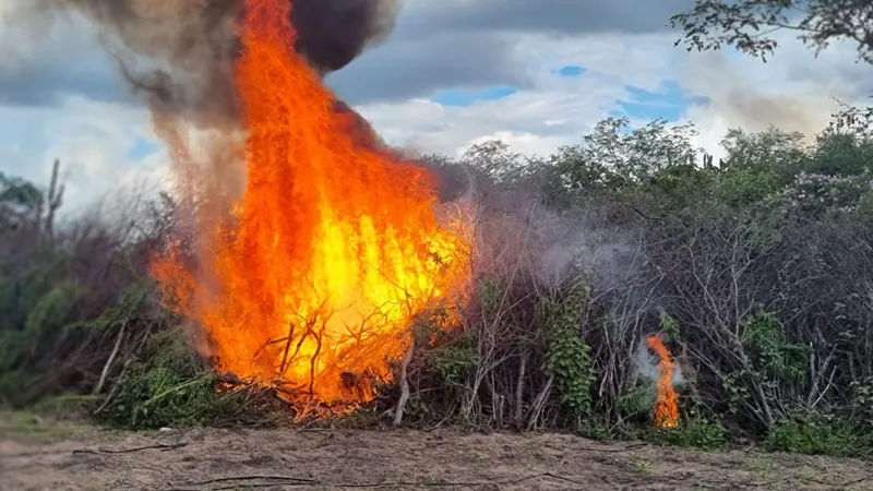 Imagem ilustrativa da imagem Polícia Federal erradica e incinera 13 mil pés de maconha no Sertão de Pernambuco