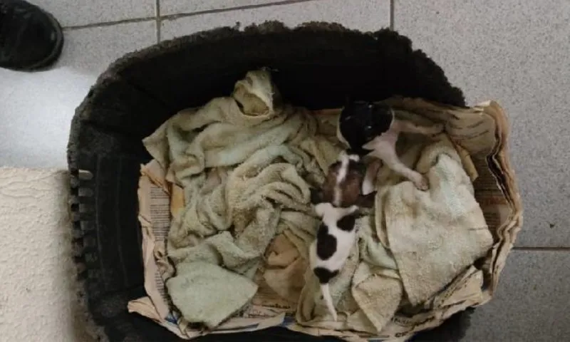 Imagem ilustrativa da imagem Cães das raças pinscher são resgatados na Serra após denúncia de agressão
