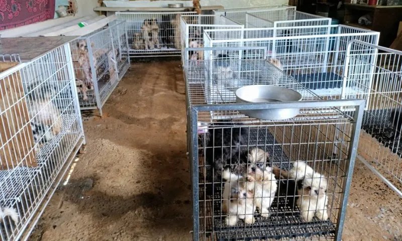 Imagem ilustrativa da imagem Polícia encontra 192 cães com sinais de maus-tratos dentro de canil em Viana