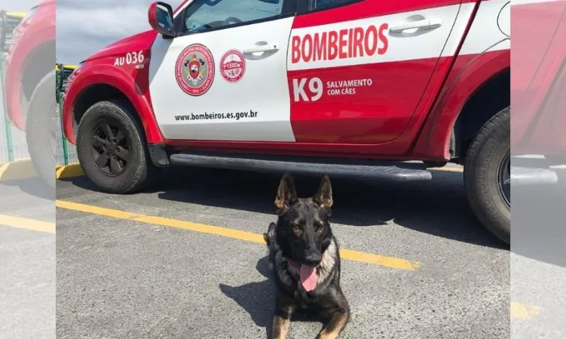 Imagem ilustrativa da imagem Bombeiros capixabas encontram quinta vítima soterrada no Rio Grande do Sul